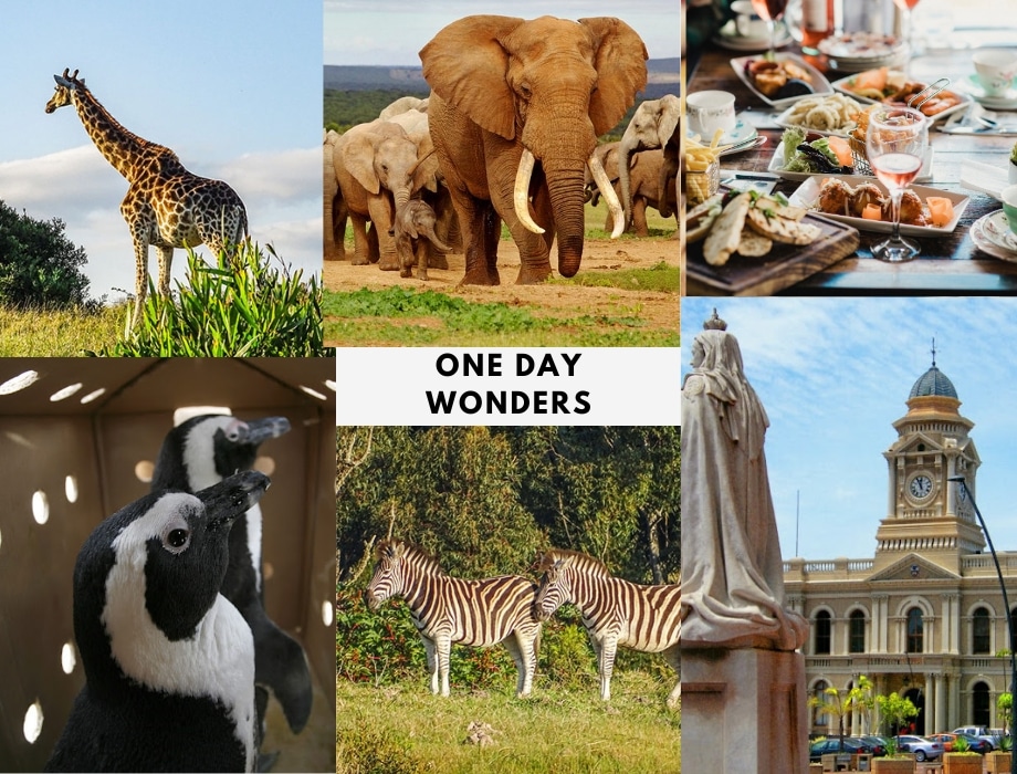 Some of the highlights you can look forward to on a Day Safari Tour.