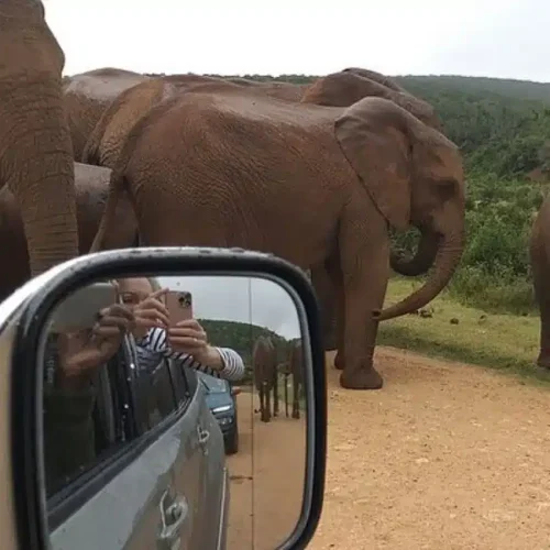 Guests enjoying a day safari tour of the Addo Elephant Park